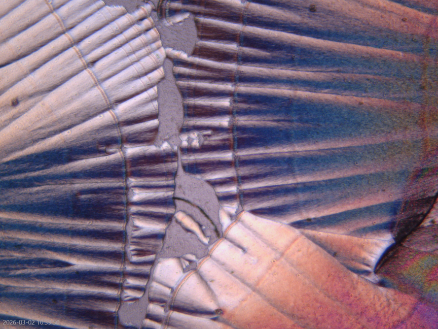 Ascorbic Acid Moth Wings